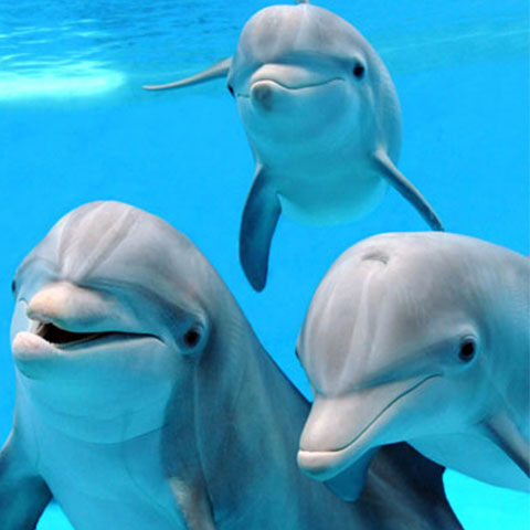 dolphins