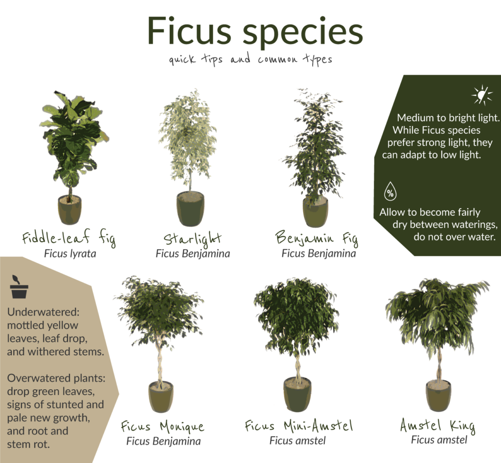 Ficus Infograph